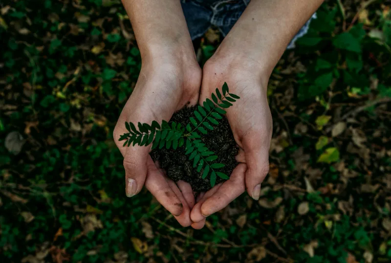 Mãos a segurar terra com uma planta